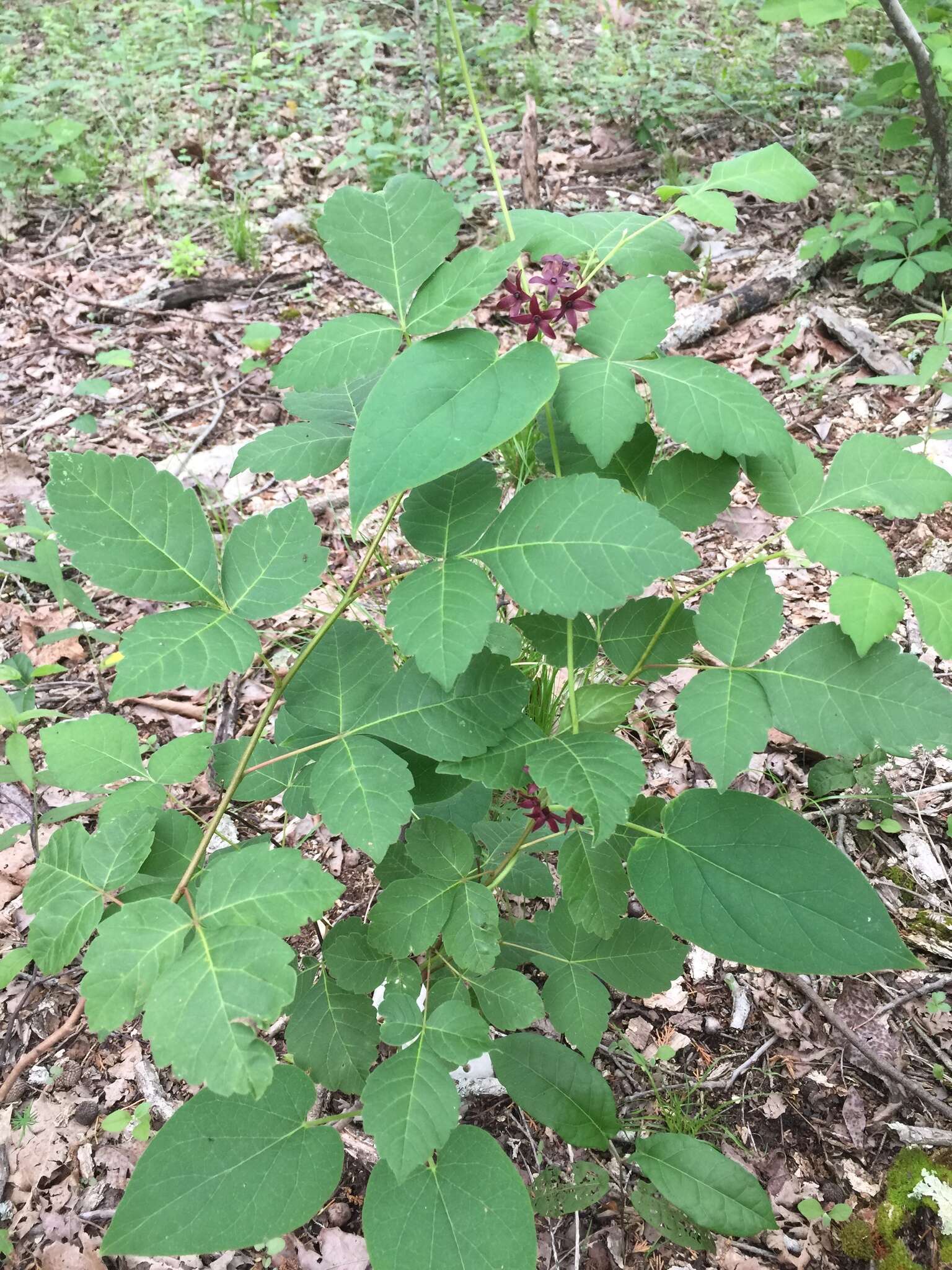 Image de Matelea carolinensis (Jacq.) R. E. Woodson