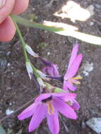 Image of Ixia purpureorosea G. J. Lewis