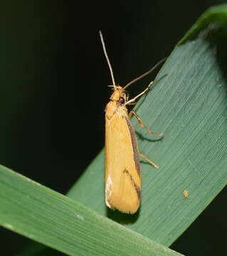 Image of Philobota protecta Meyrick 1920