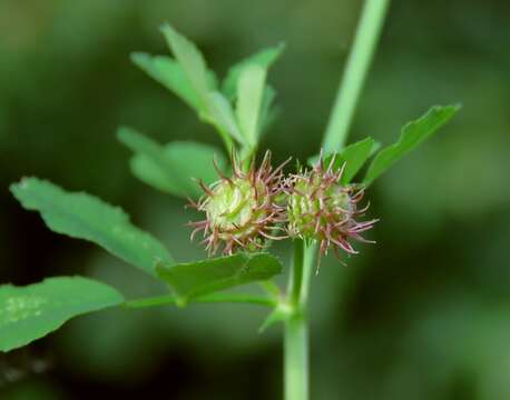 Image of Medicago carstiensis Wulfen