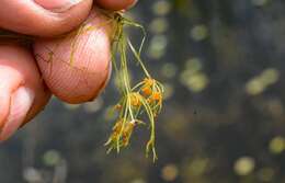 Image of Dark Stonewort