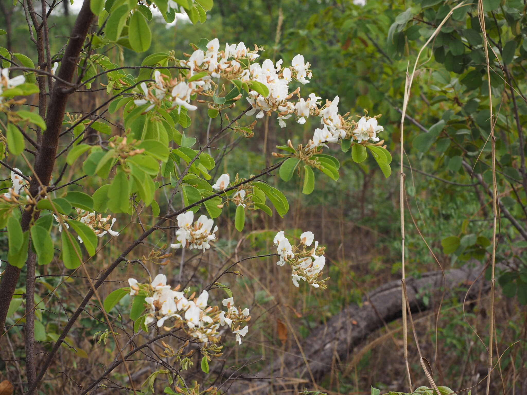 Image of Baphia massaiensis Taub.