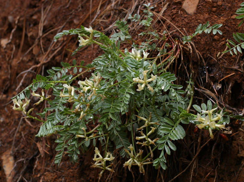 Imagem de Astragalus webberi A. Gray