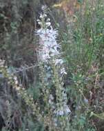 Image of Milky Loosestrife