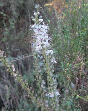 Lysimachia ephemerum L. resmi