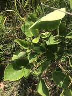 Image of velvetleaf ticktrefoil