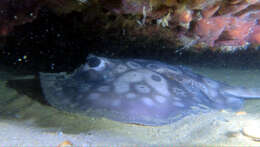 Image of Banded sting-ray