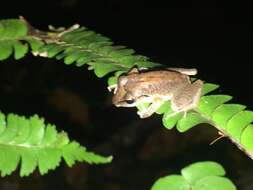 Image of Paraiba Robber Frog