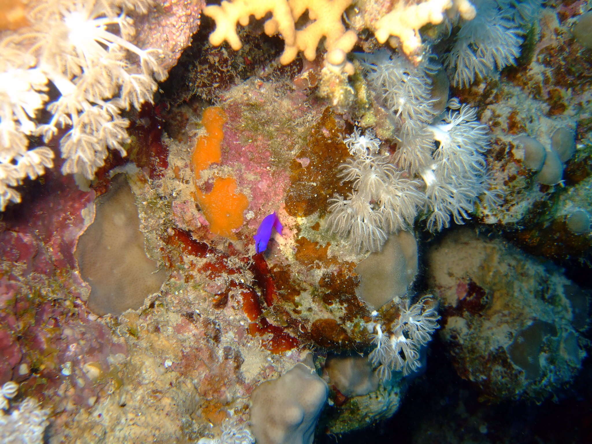 Image of Orchid dottyback