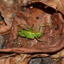 Imagem de Tettigoniopsis forcipicercus Yamasaki 1982