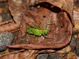 Image of Tettigoniopsis forcipicercus Yamasaki 1982