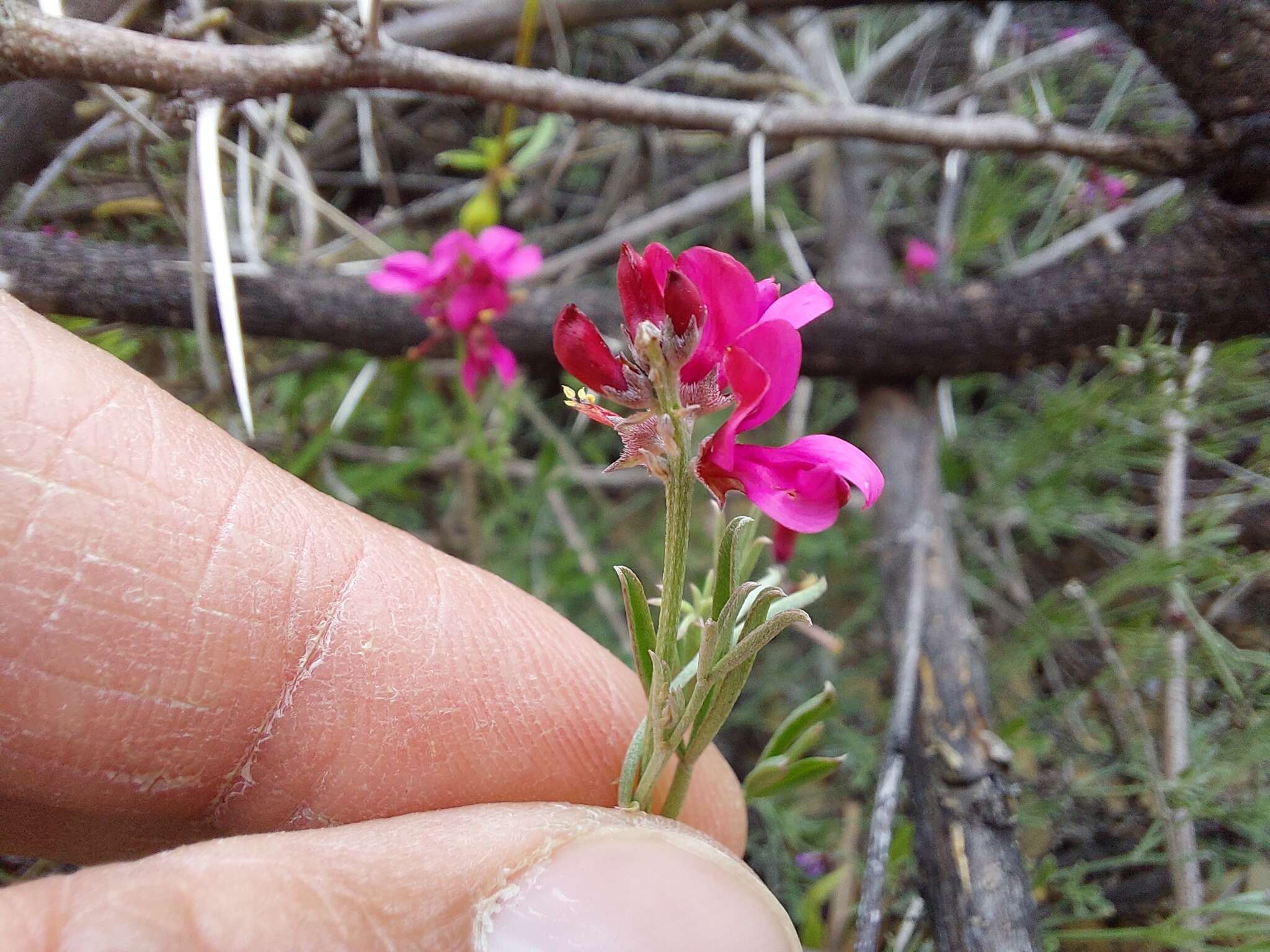 Image of Indigofera complicata Eckl. & Zeyh.