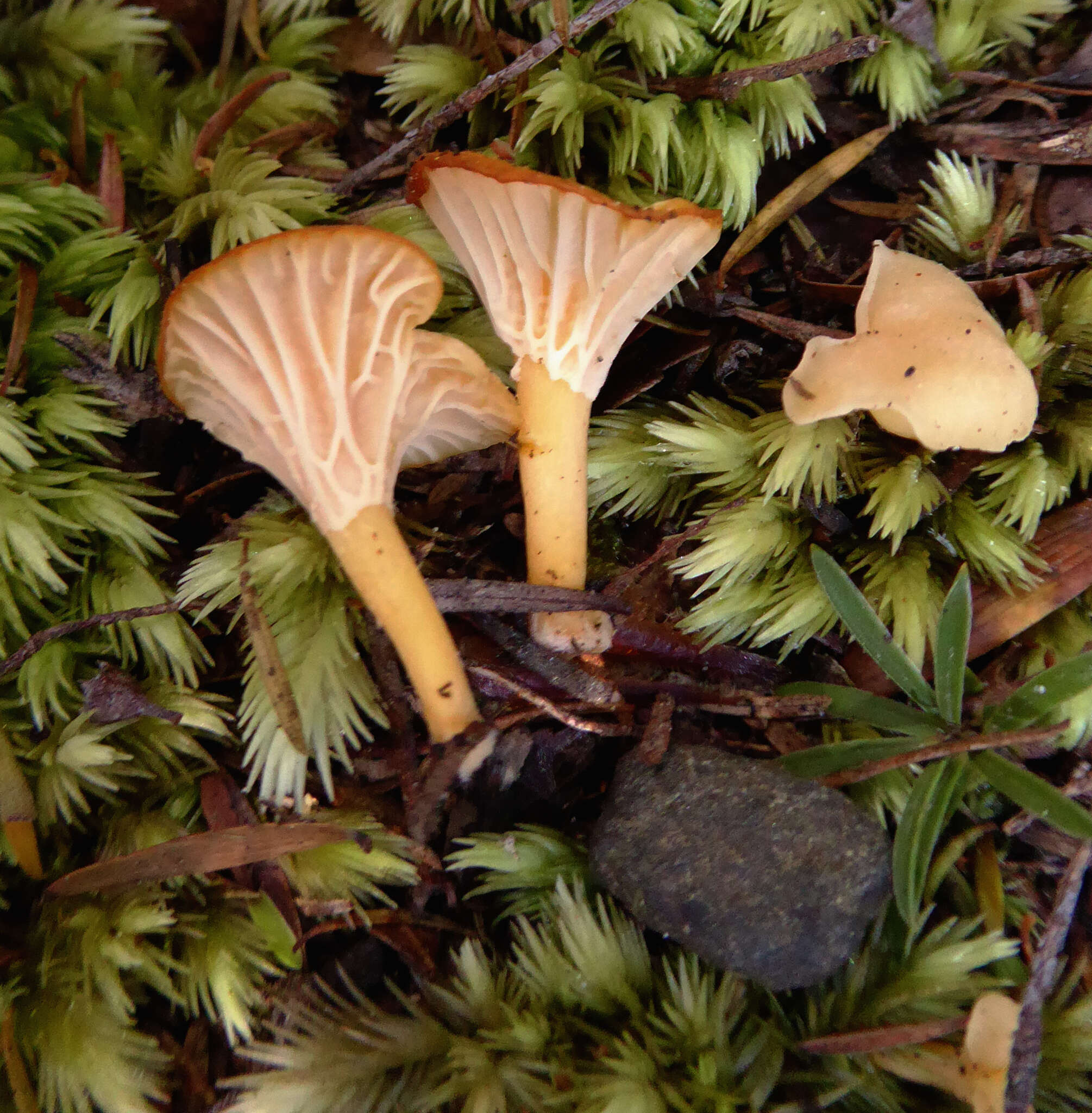 Image de Cantharellus wellingtonensis McNabb 1971