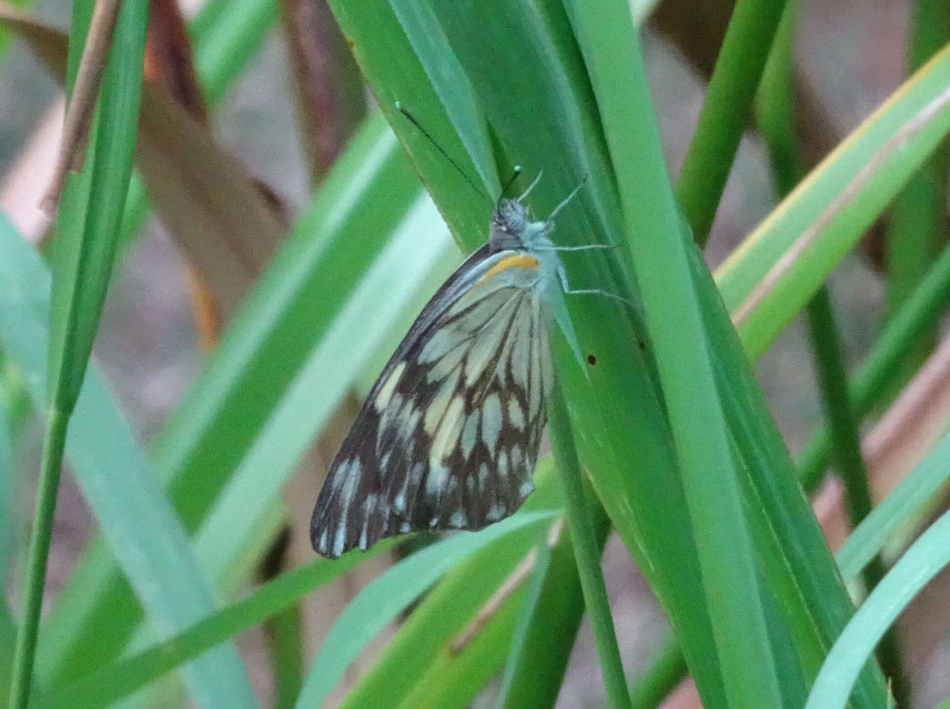 Image of Belenois gidica (Godart (1819))