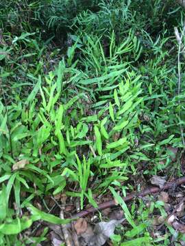 Image of Graceful Necklace Fern