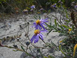 Image of Amellus asteroides subsp. asteroides