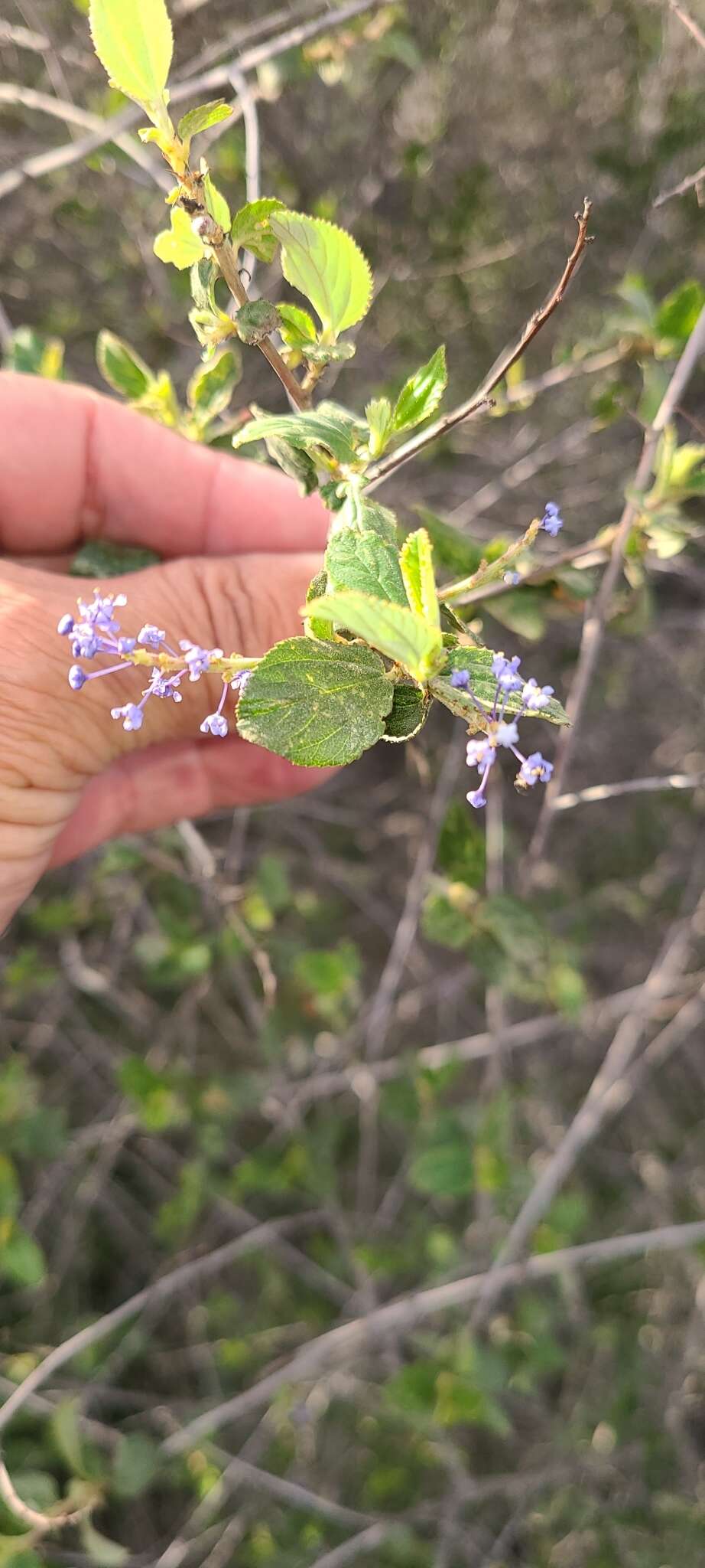 Image of woolyleaf ceanothus