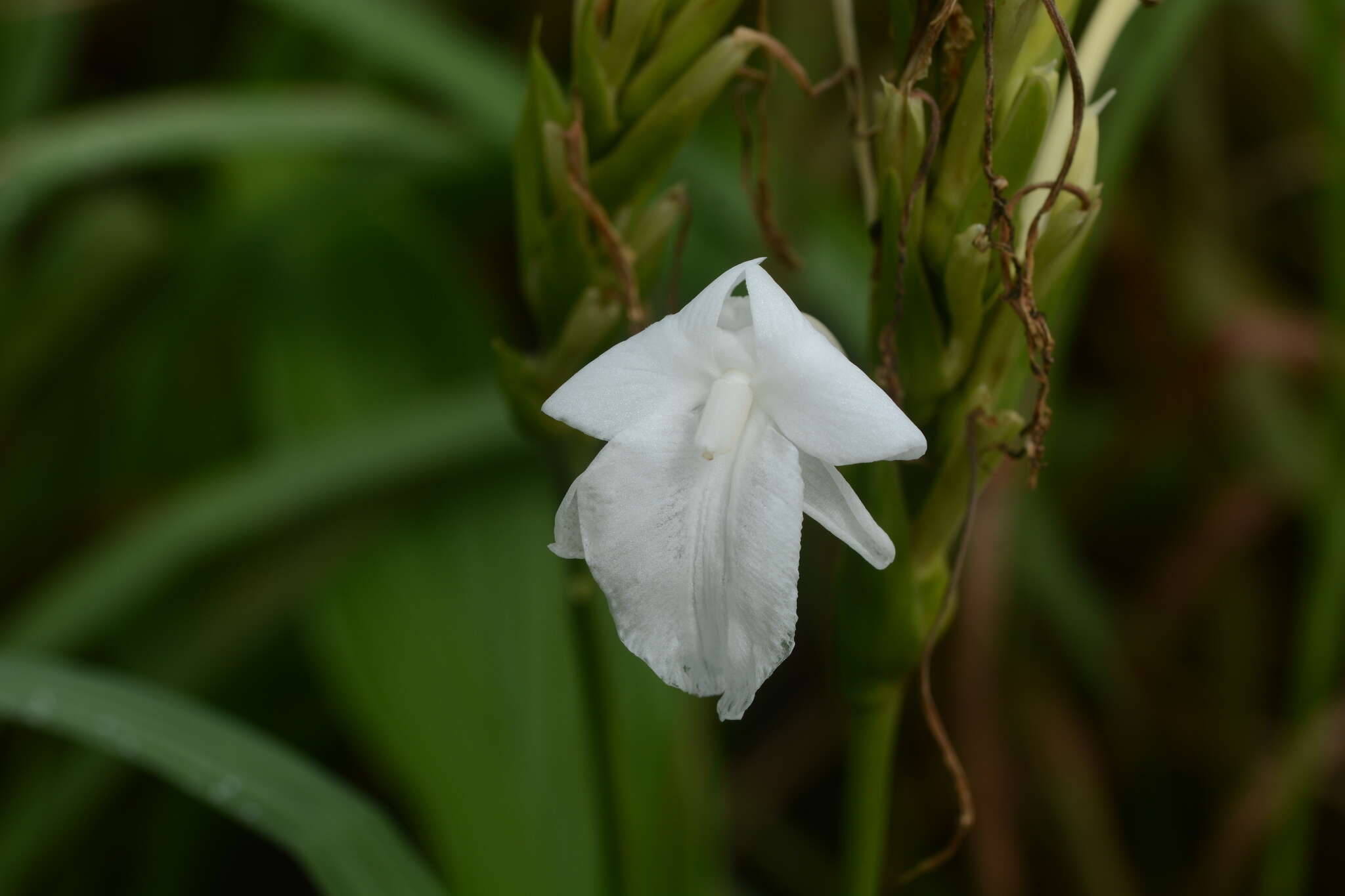 Image of Curcuma scaposa (Nimmo)