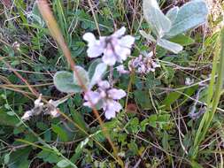 Image of Astragalus norvegicus Grauer