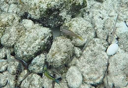 Epinephelus costae (Steindachner 1878)的圖片