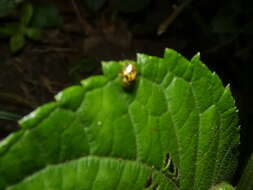 Cteisella guttigera (Boheman 1855)的圖片