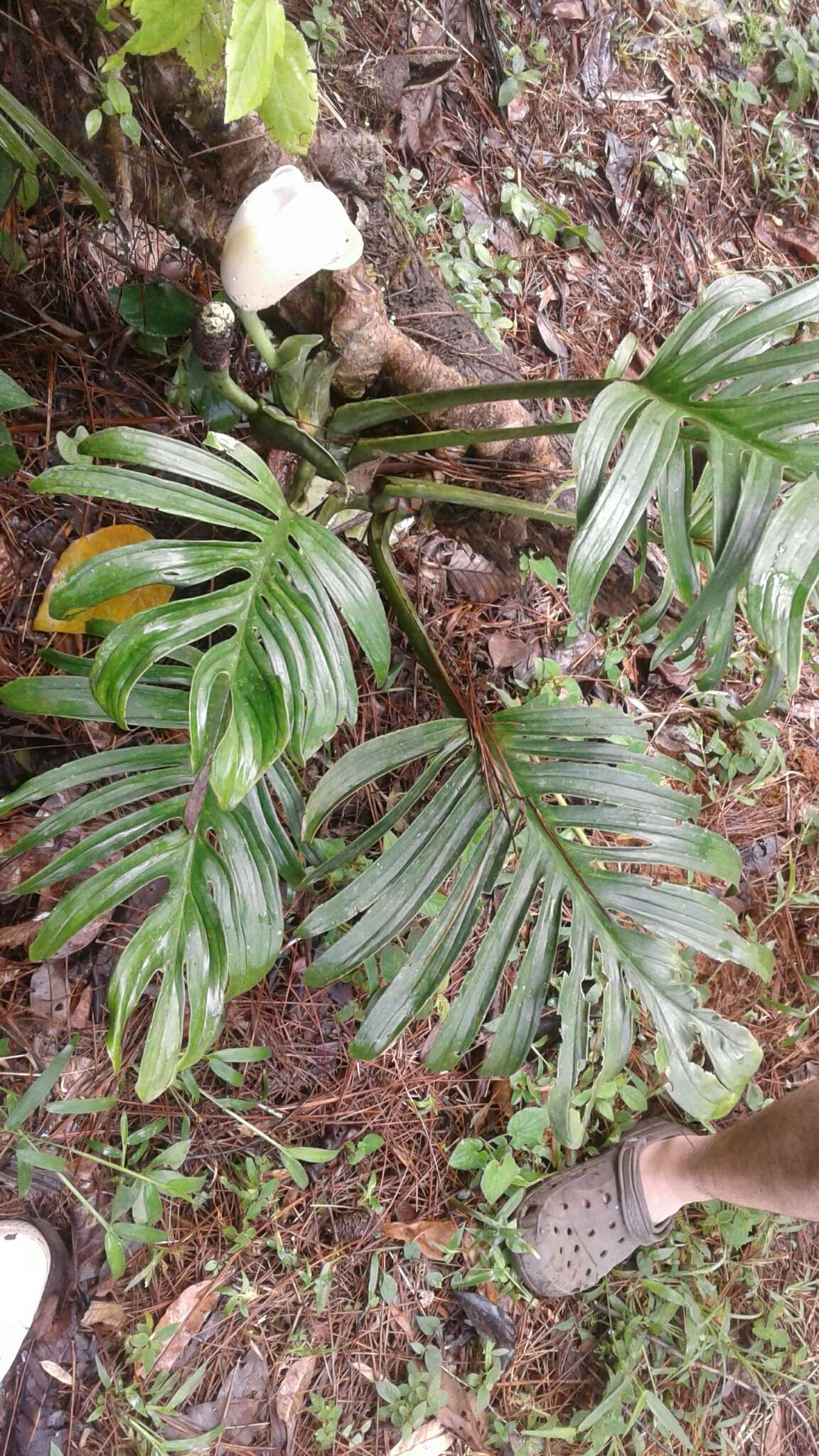 Image of Monstera pinnatipartita Schott