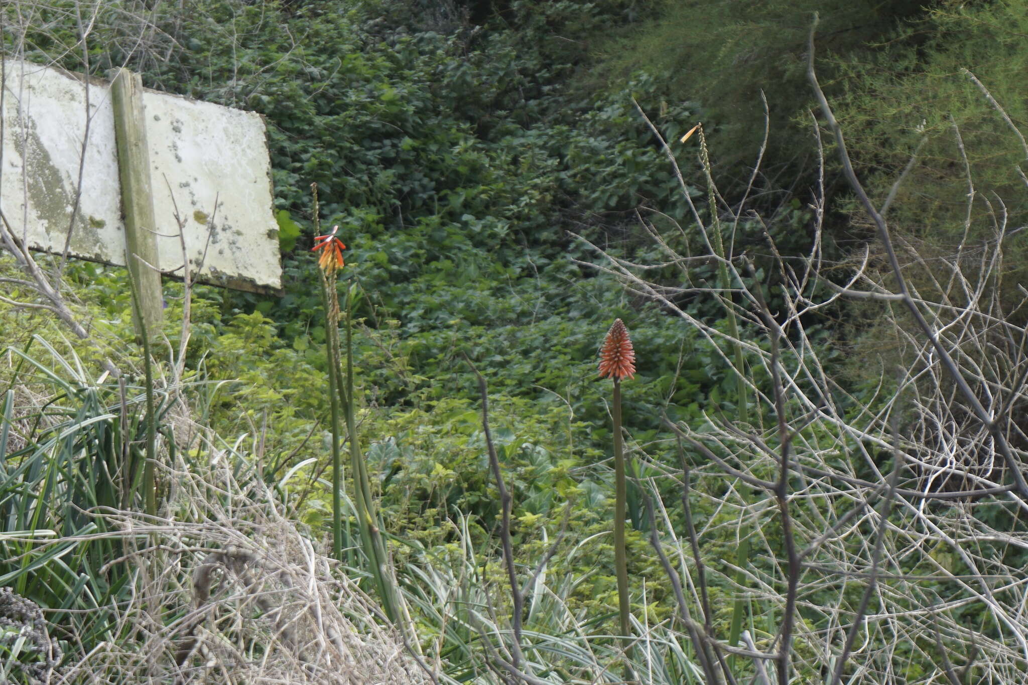 Kniphofia uvaria (L.) Oken resmi