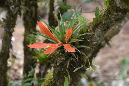 Image of Tillandsia cryptopoda L. B. Sm.