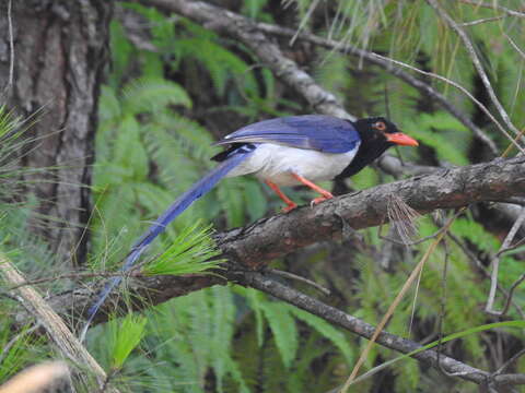 Image of Blue Magpie