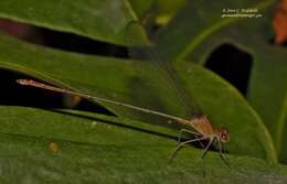 Image of Glistening Demoiselle