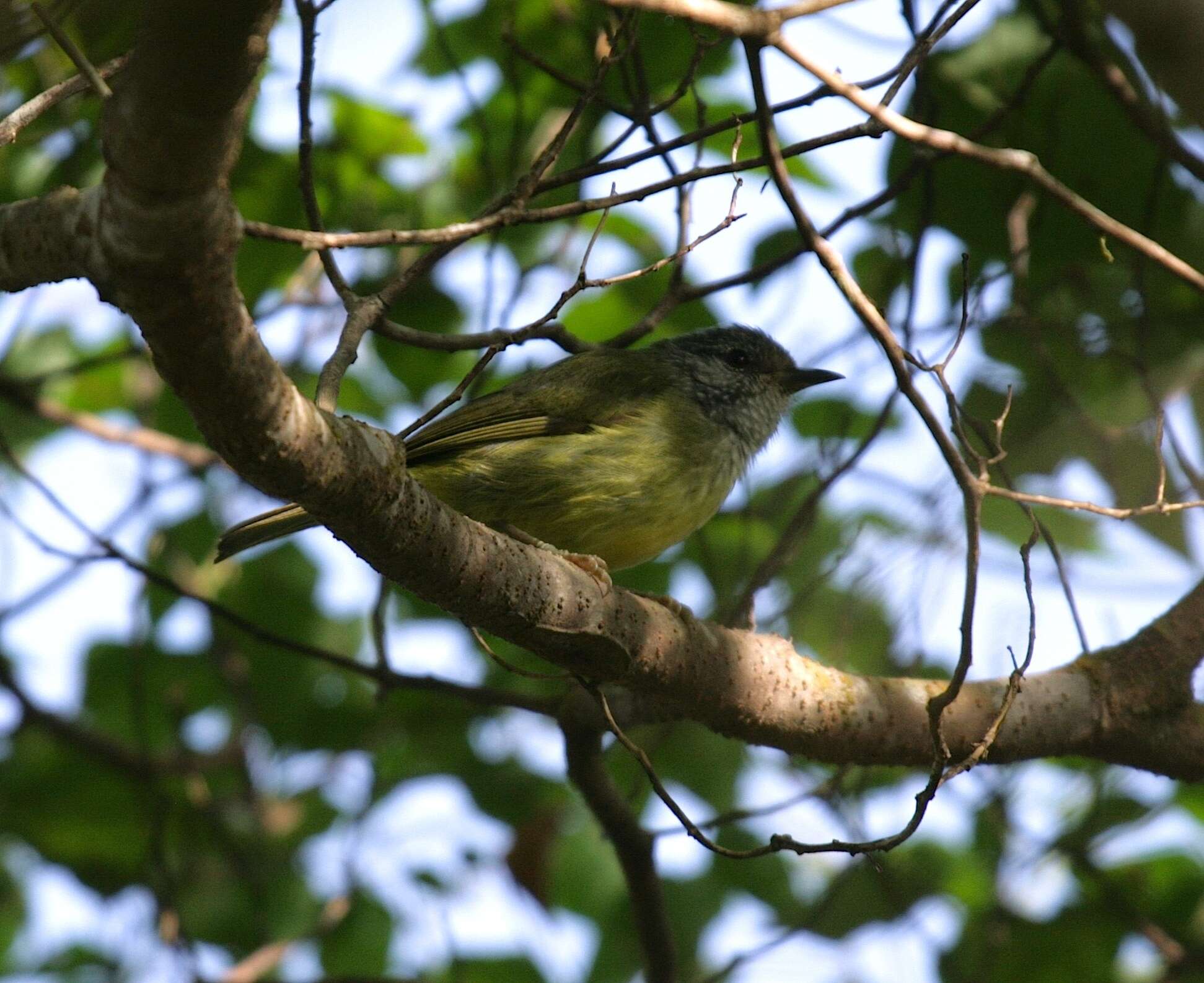 Image of Streak-headed White-eye