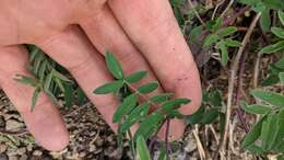 Image of elegant milkvetch