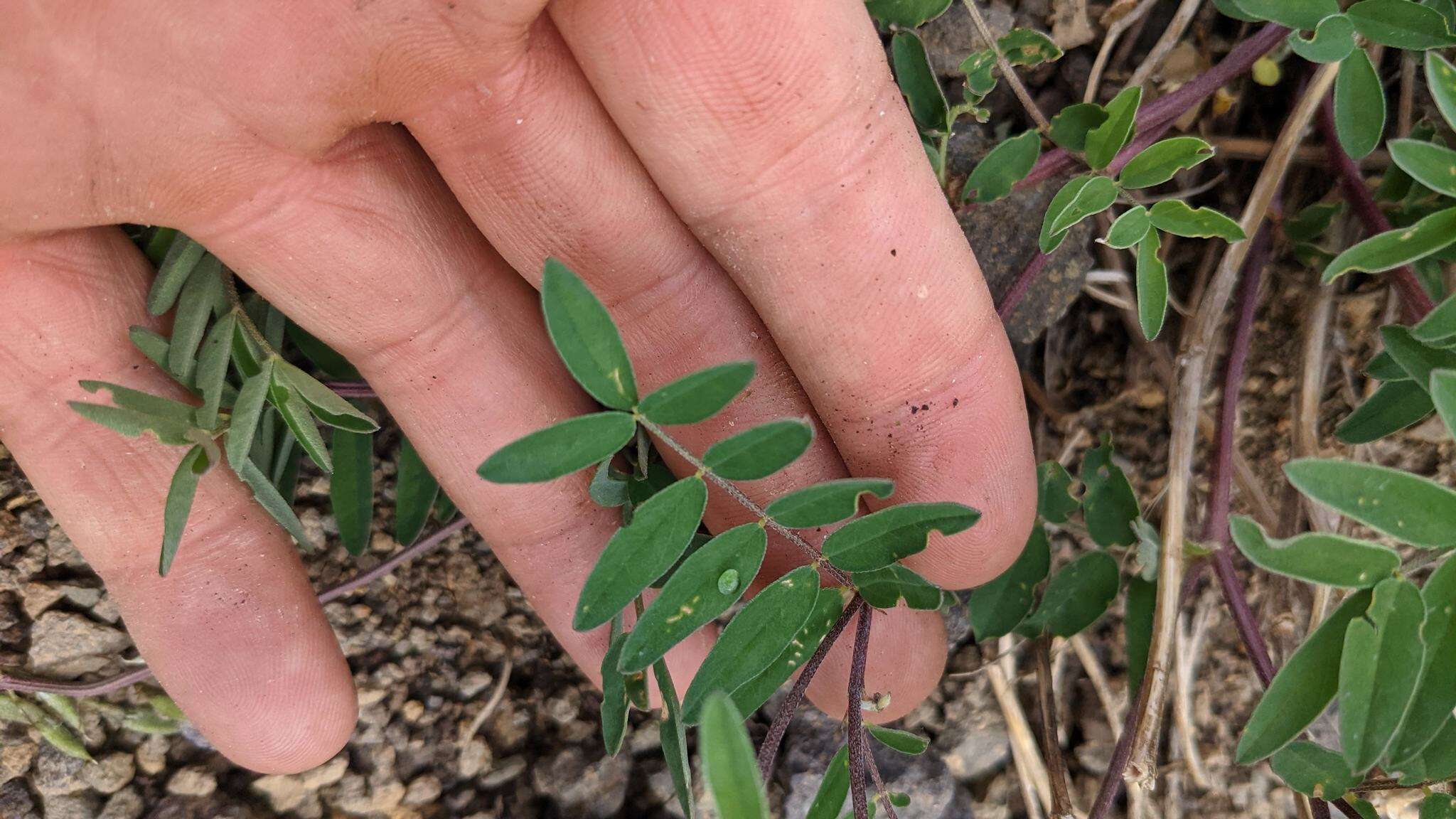 Image of elegant milkvetch