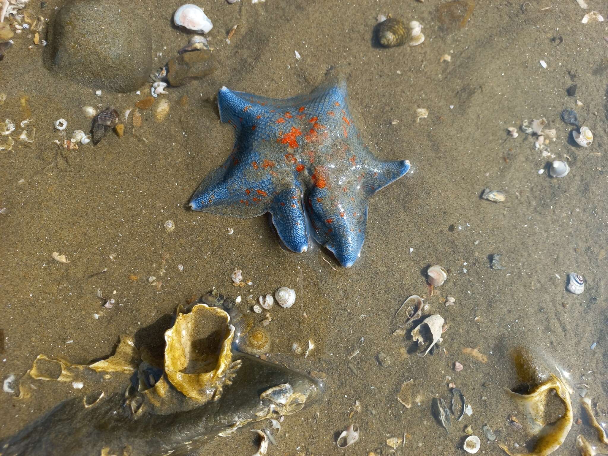 Image of Blue bat star