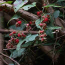 Image of Rubus hakonensis Franch. & Sav.