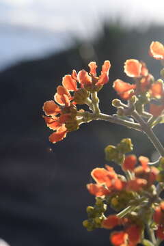 Image of Tetrapterys phlomoides (Sprengel) Nied.