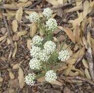 Sivun Lepidium alyssoides A. Gray kuva