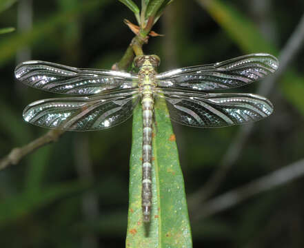 Image of Euthygomphus yunnanensis (Zhou & Wu 1992)