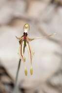 Caladenia plicata Fitzg.的圖片