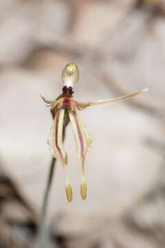 Image of Crab–lipped spider orchid