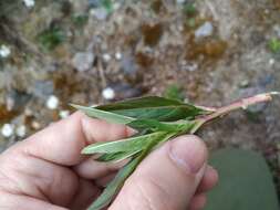 Imagem de Epilobium tetragonum L.