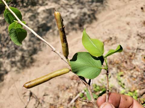 Sivun Vaughania dionaeifolia S. Moore kuva