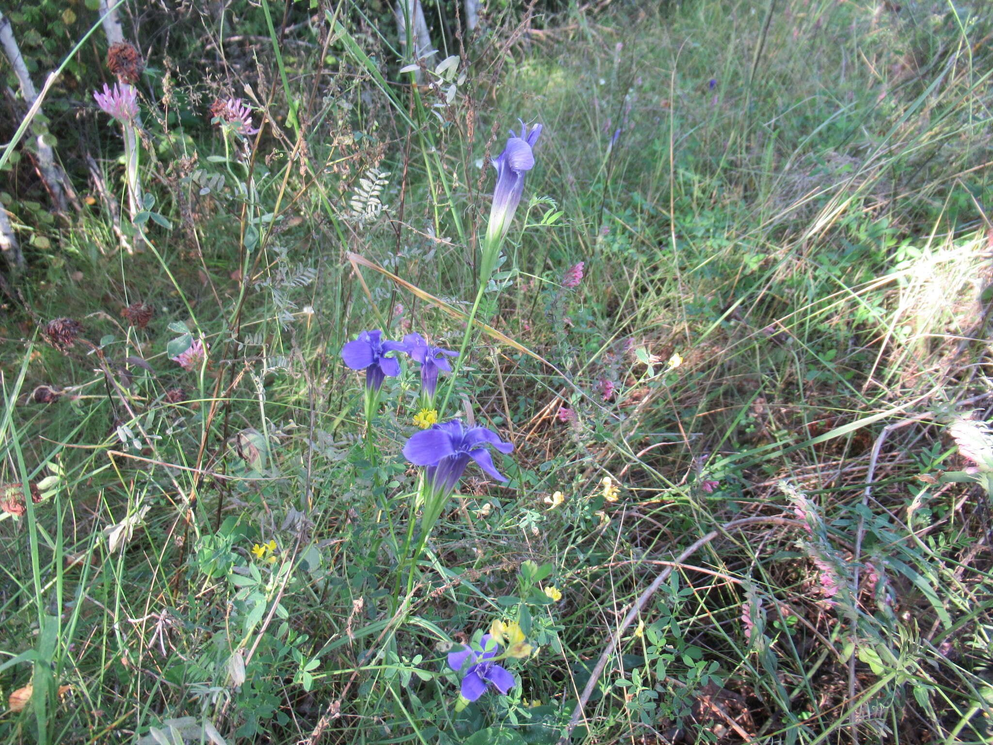 Gentianopsis barbata (Froel.) Ma的圖片