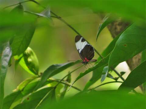 Image of Heliconius sapho leuce Doubleday (1847)