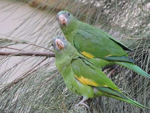 Image of Canary-winged Parakeet