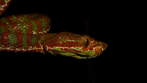 Image de Trimeresurus phuketensis Sumontha, Kunya, Pauwels, Nitikul & Punnadee 2011