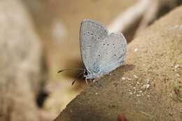 Image of Lorquin’s Blue