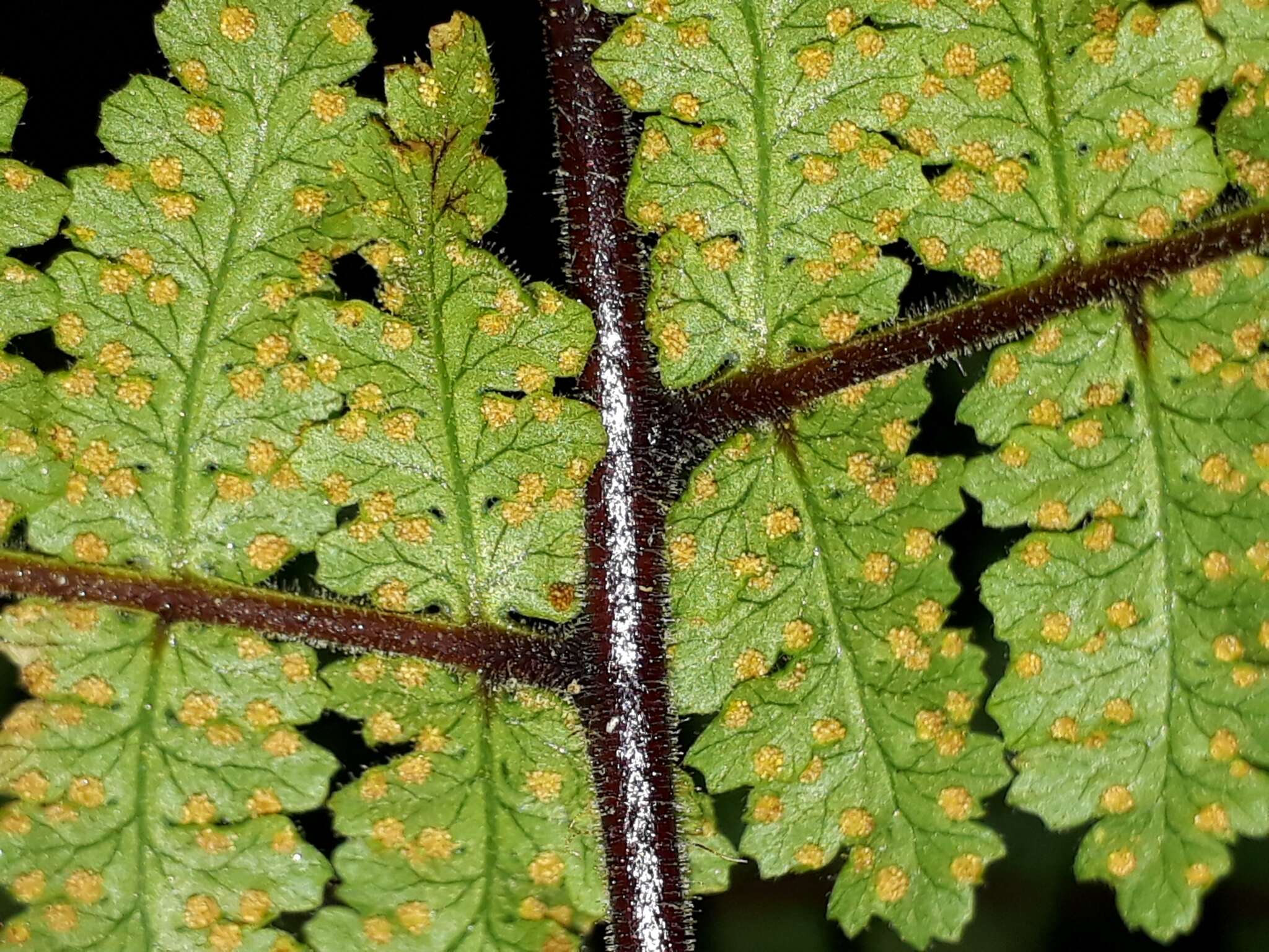 Image of Hypolepis rugosula subsp. lactea (Brownsey & Chinnock) Schwartsb.