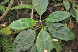 Image of Palicourea croatii