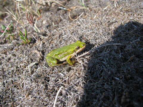 Image of Boreal Chorus Frog